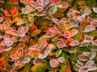 USA-Washington State-Pacific Northwest Sammamish frost rimmed Barberry Art Print